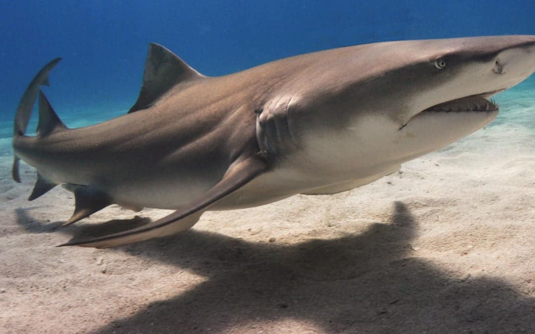 Manikins Help Brazilian Researchers Understand Currents In Shark Infested Waters