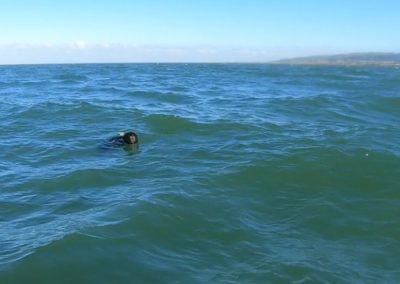 Dog swimming in rough sea near coastline.