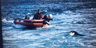 Rescue boat in ocean with divers and orca nearby.