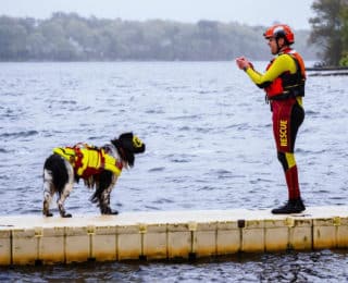 Saving Lives, One Paw at a Time: How This Newfie Uses Ruth Lee Manikins in Canine Water Rescue Training