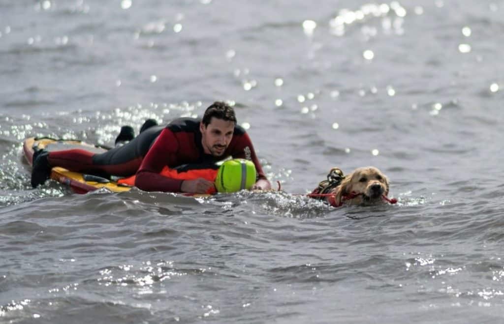 water rescue training with manikin and dog